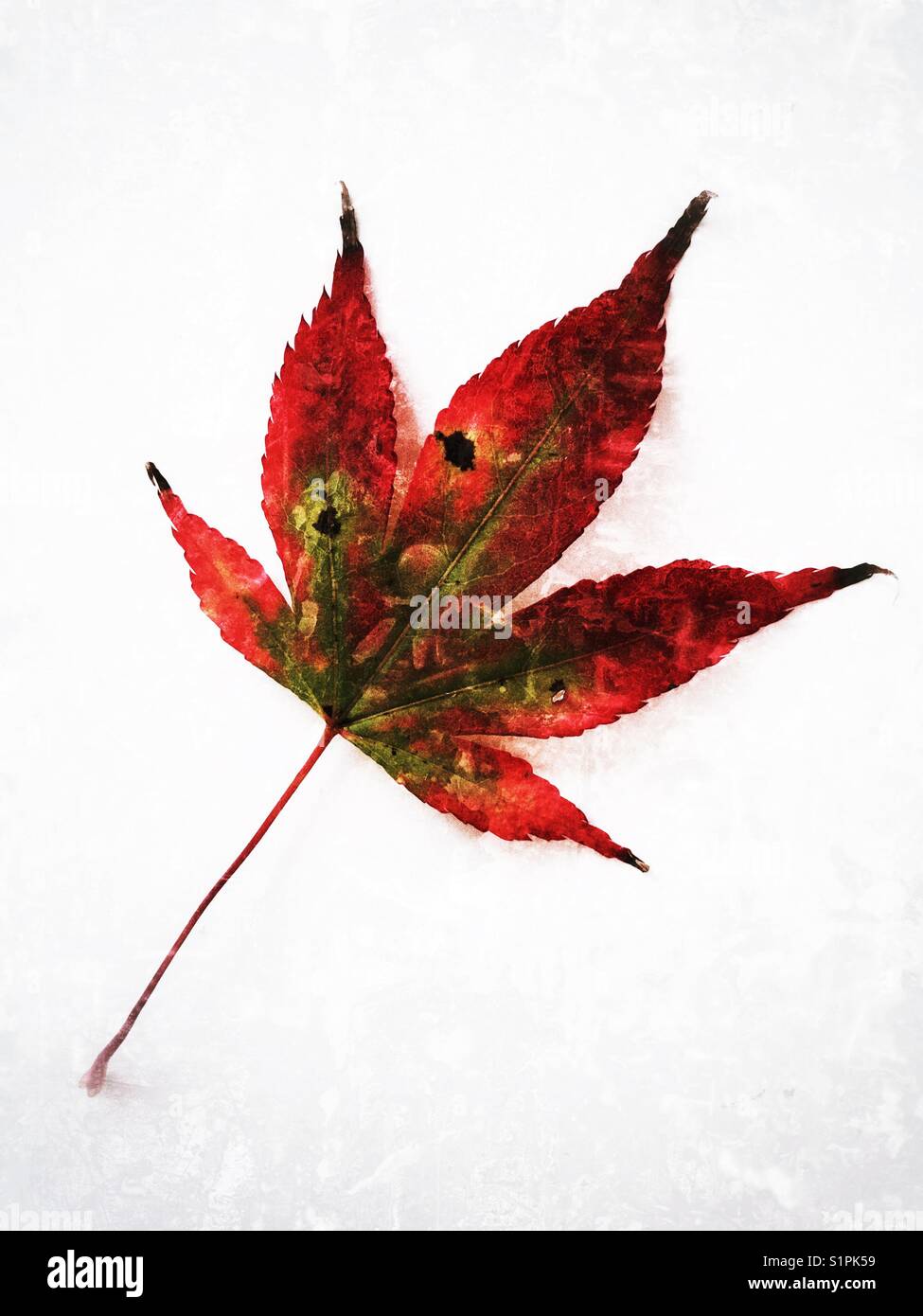 Autumn leaf on a plain background with copy space - Smartphone Captured Stock Image