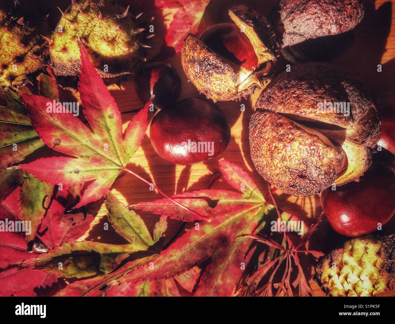 Conkers and autumn leaves on the ground - Smartphone Captured Stock Image