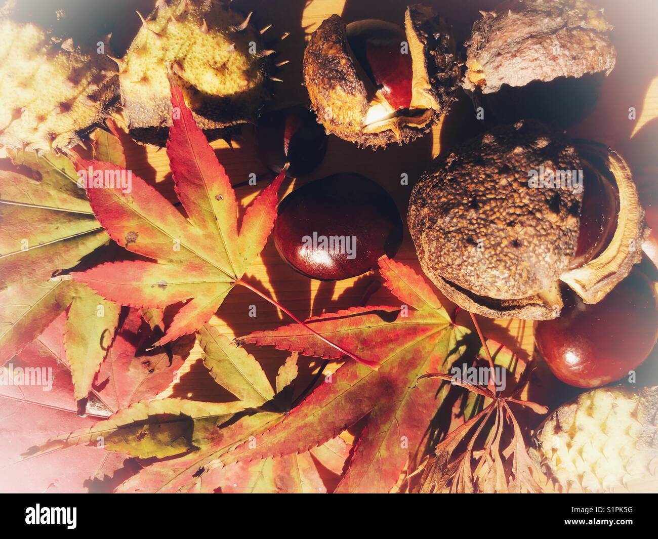 Conkers and autumn leaves - Smartphone Captured Stock Image