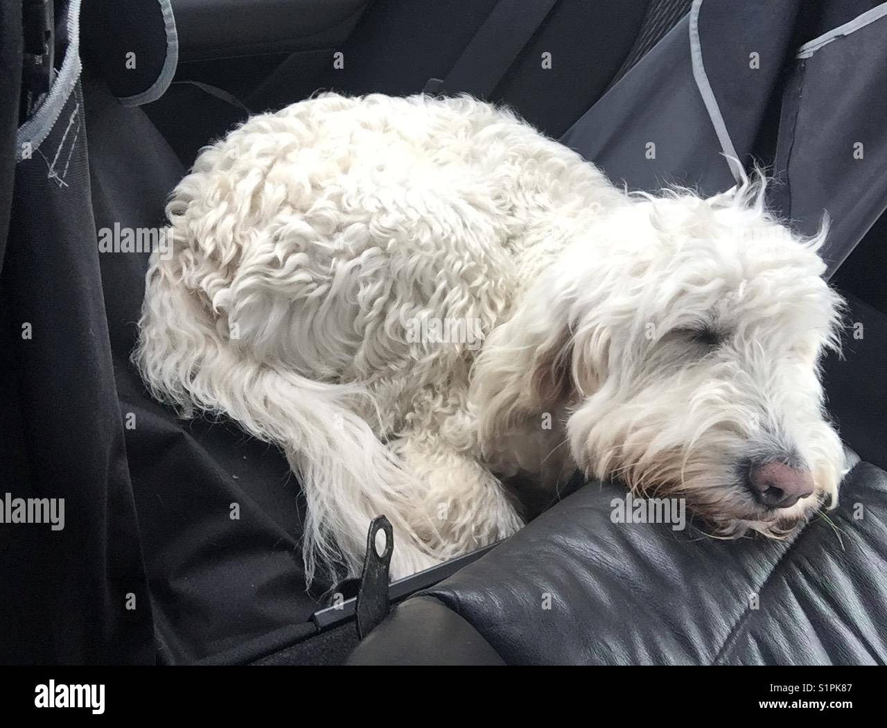 White dog in car backseat sleeping on black blanket Stock Photo