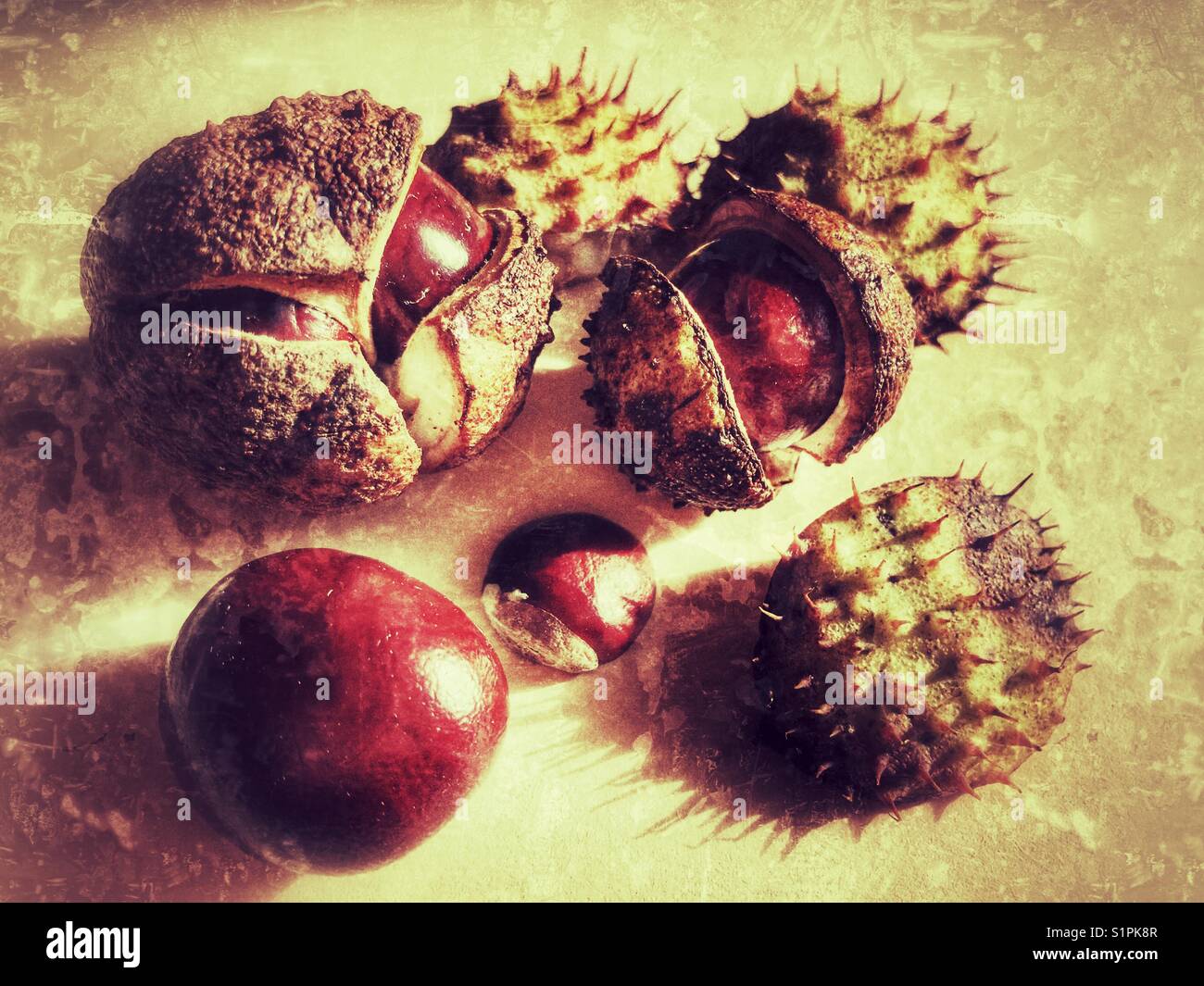 Conkers, European horsechestnut, Aesculus hippocastanum Stock Photo