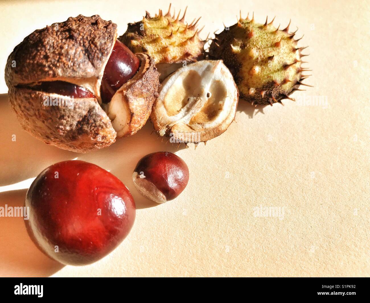 Conkers, European horse-chestnut, Aesculus hippocastanum. Copy space - Smartphone Captured Stock Image
