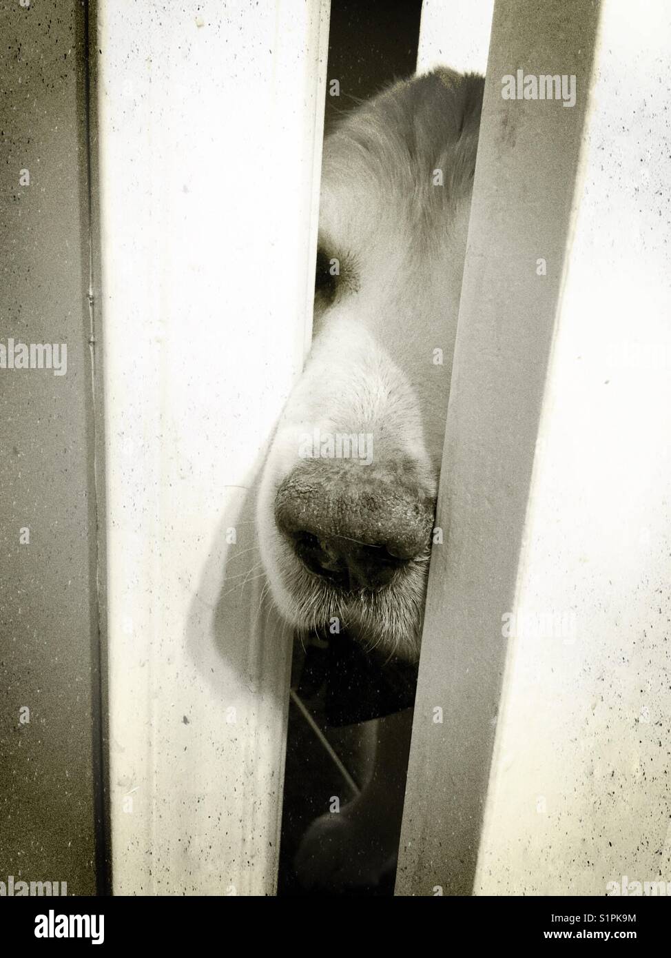Dog sticking his nose in bathroom door Stock Photo