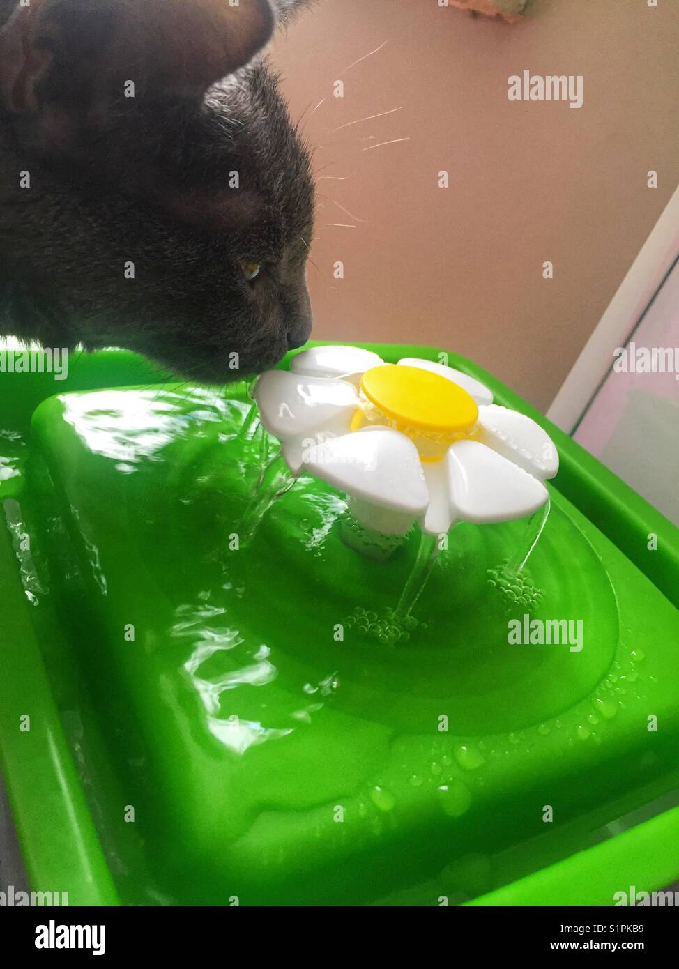 Fountain of the cat hires stock photography and images Alamy