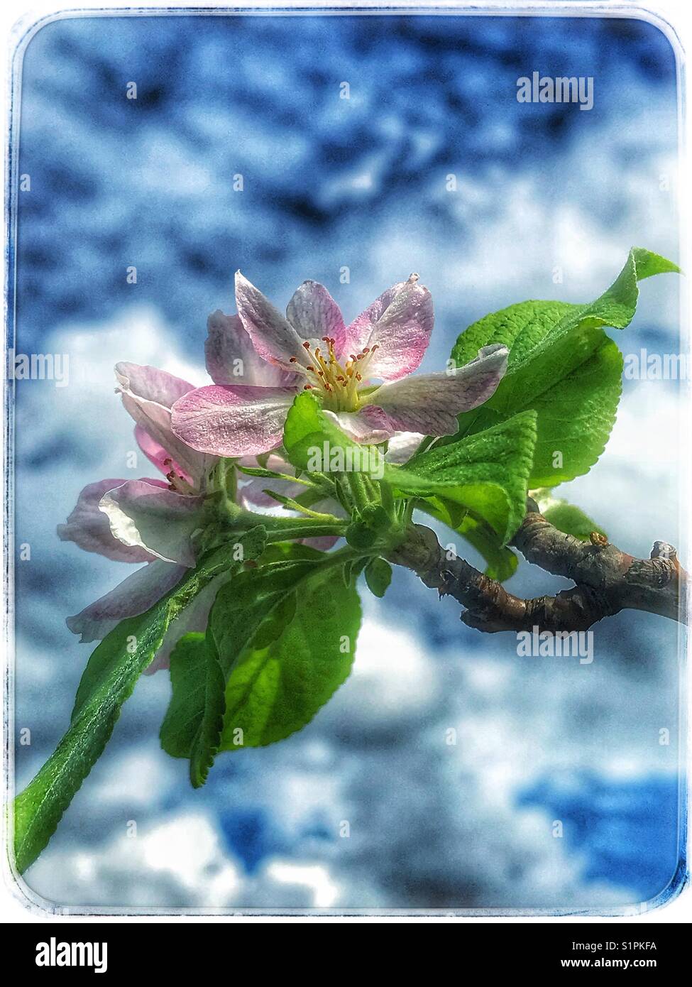 Pink apple tree blossoms against a blue sky and clouds - Smartphone Captured Stock Image