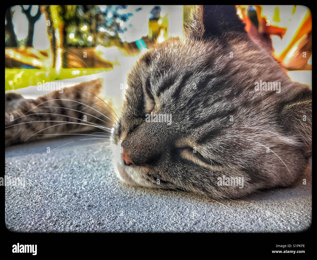 Tabby cat napping on concrete patio Stock Photo