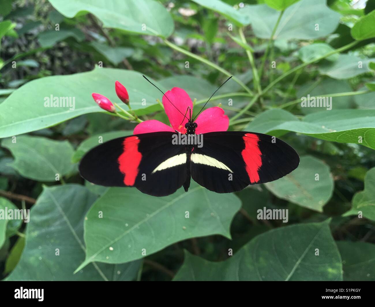 Tropical butterfly on a pink flower - Smartphone Captured Stock Image