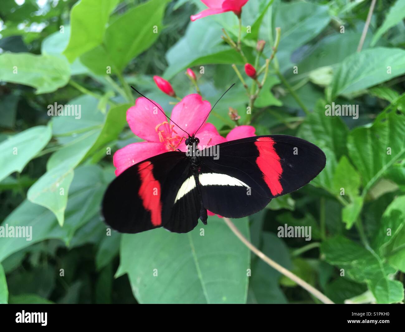 Tropical butterfly on a pink flower - Smartphone Captured Stock Image