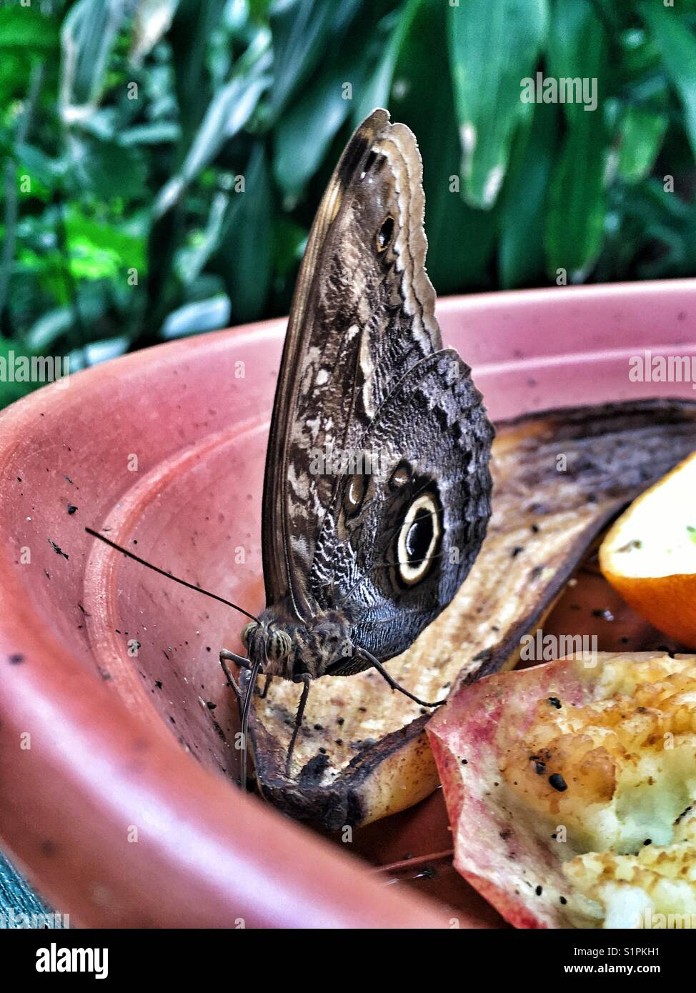 Tropical butterfly on a fruit bowl Stock Photo Alamy