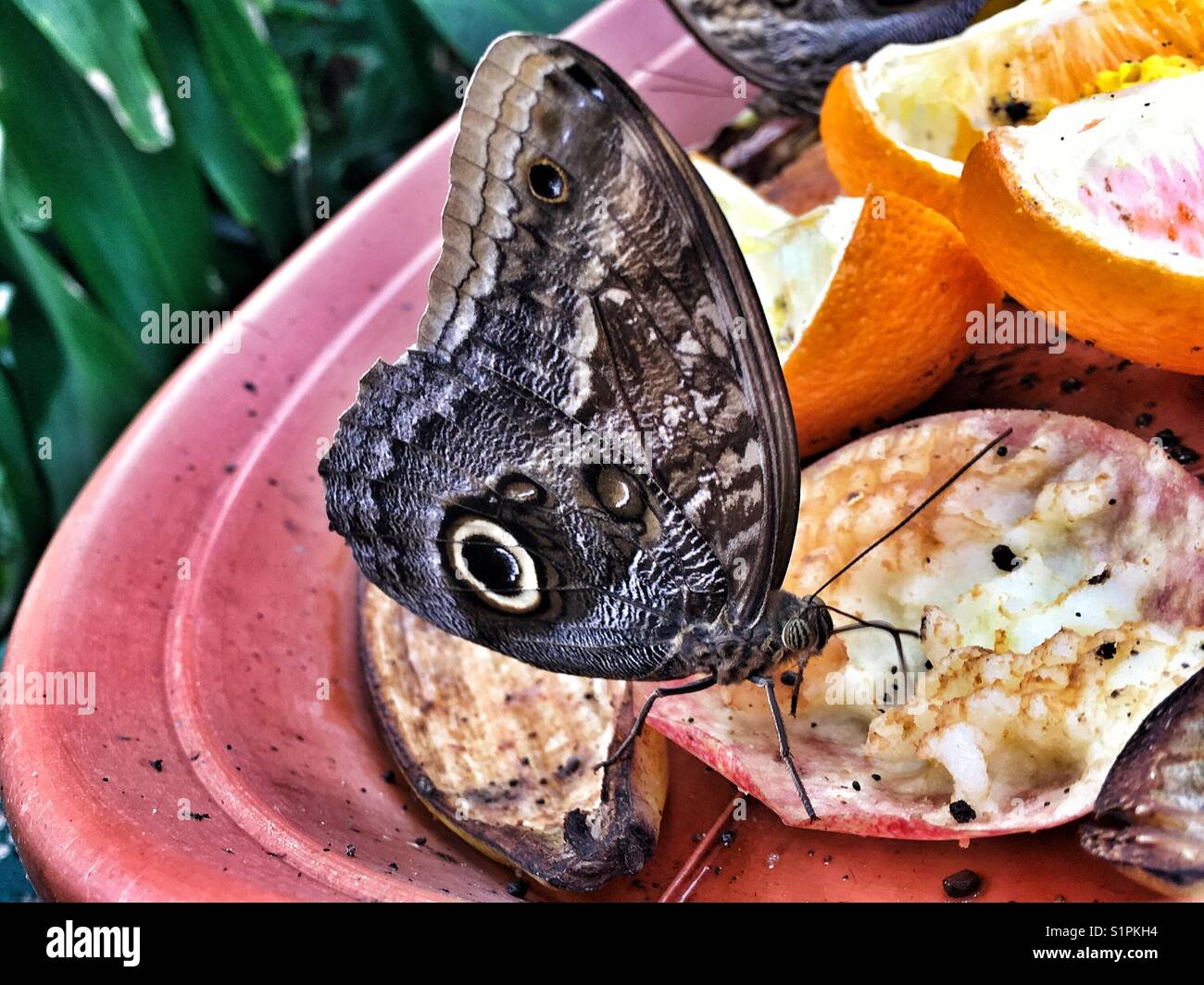Tropical butterfly on a fruit bowl Stock Photo Alamy