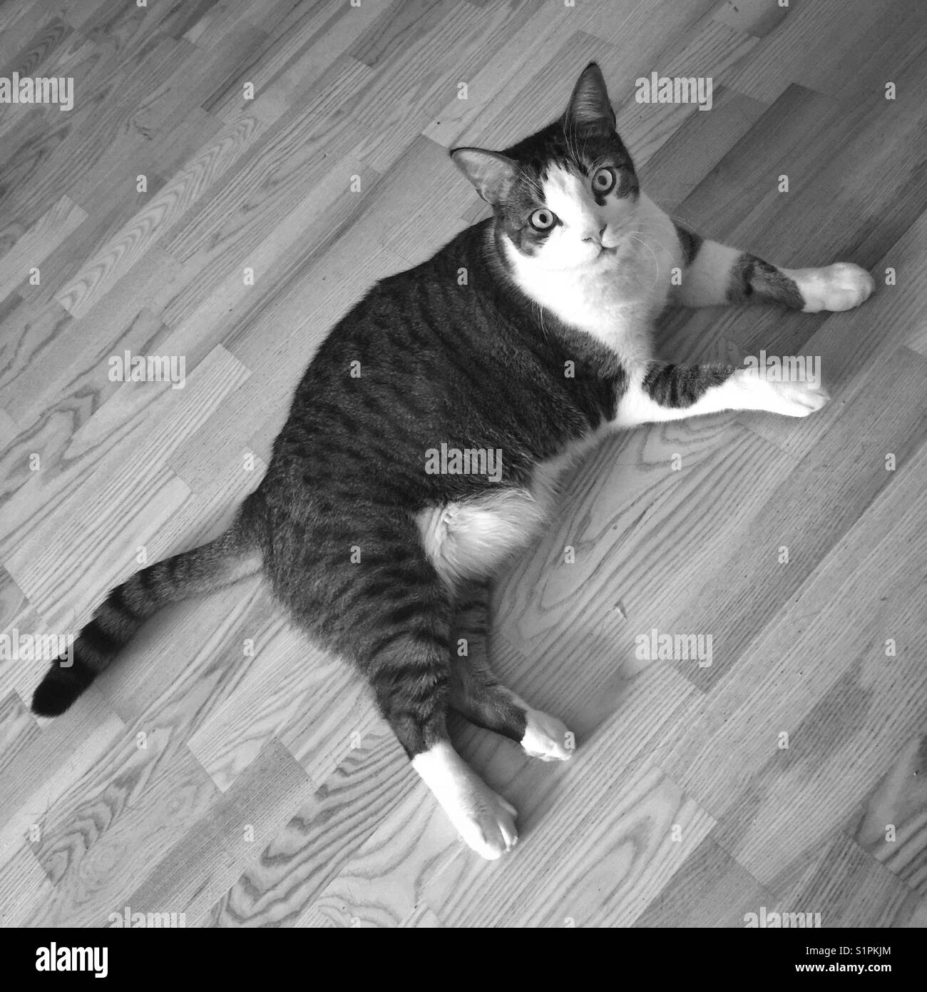 A full body portrait of a large black and white car lying on the floor looking at the camera - Smartphone Captured Stock Image