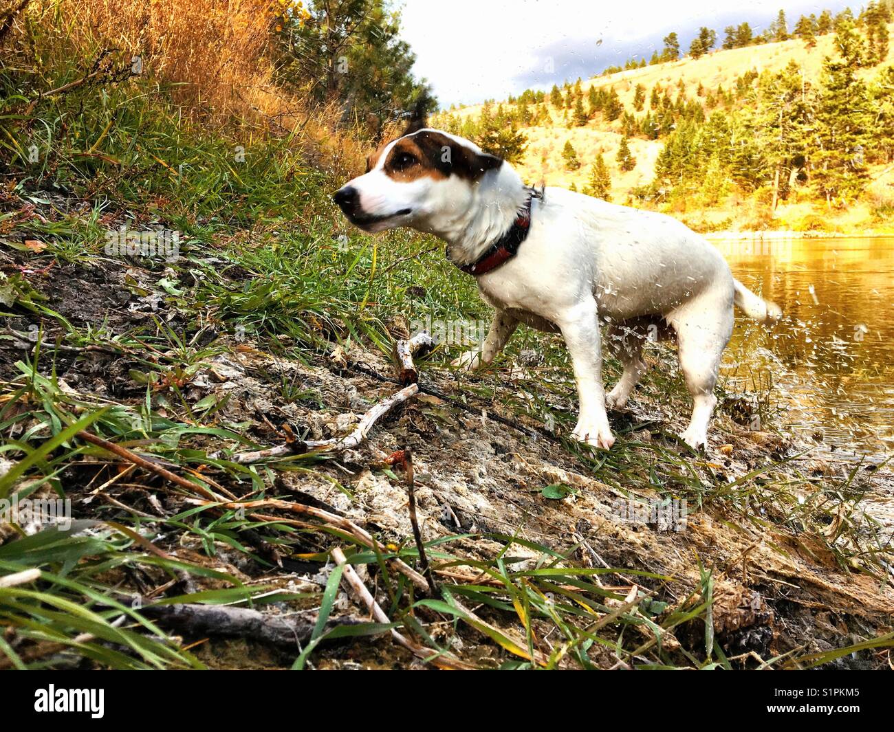 Jack Russell Terrier dog shaking water off after a swim in the lake on a sunny autumn day. Stock Photo
