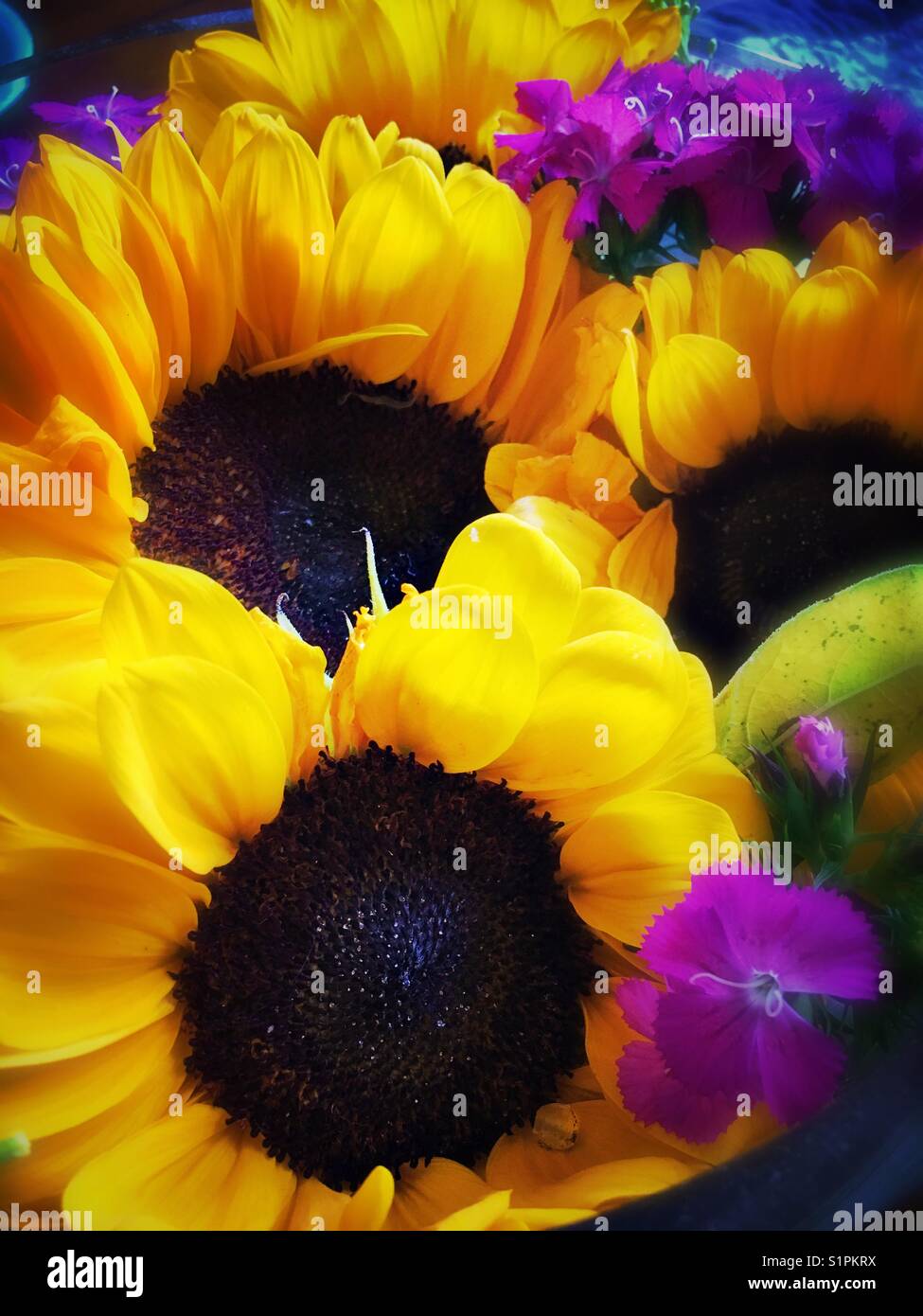 Bouquet of sunflowers - Smartphone Captured Stock Image