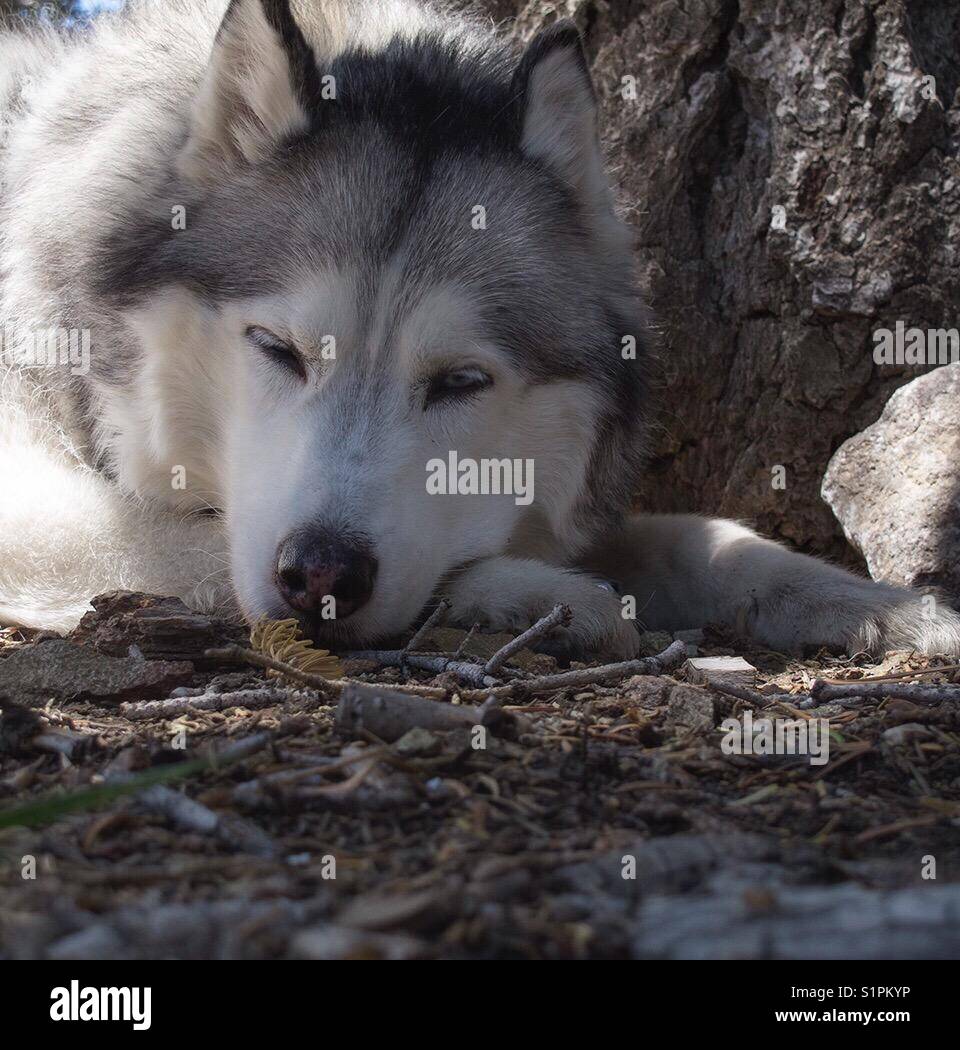 are siberian huskies nocturnal