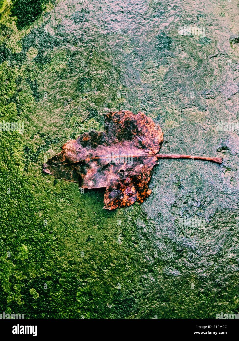 Autumn leaf on wet boulder in Great Smoky Mountains National Park Stock