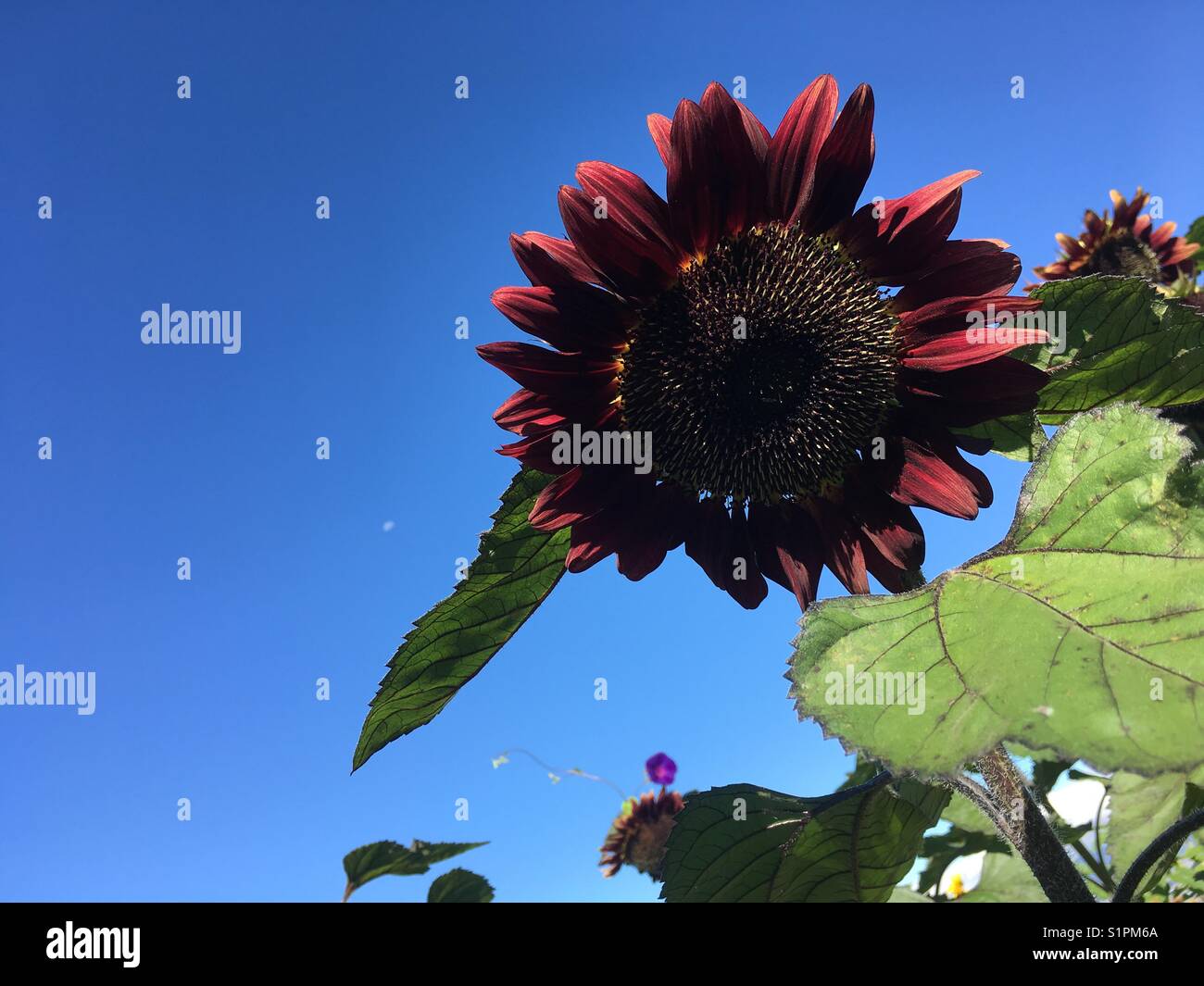 Full Bloom Red Sunflower Stock Photo Alamy