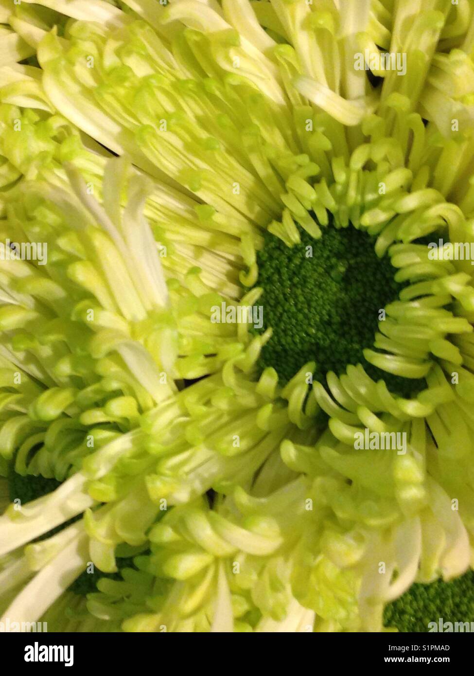 Pretty green flower - close-up Stock Photo