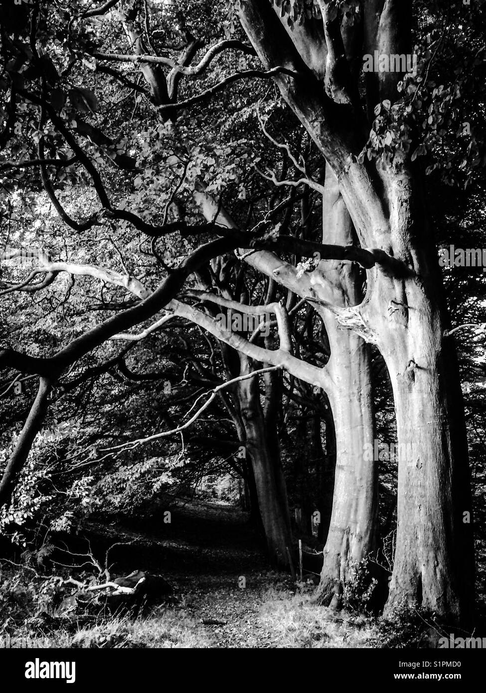 Monochrome image of trees in woodland with path below. - Smartphone Captured Stock Image Monochrome image of trees in woodland with path below. - Smartphone Captured Stock Image