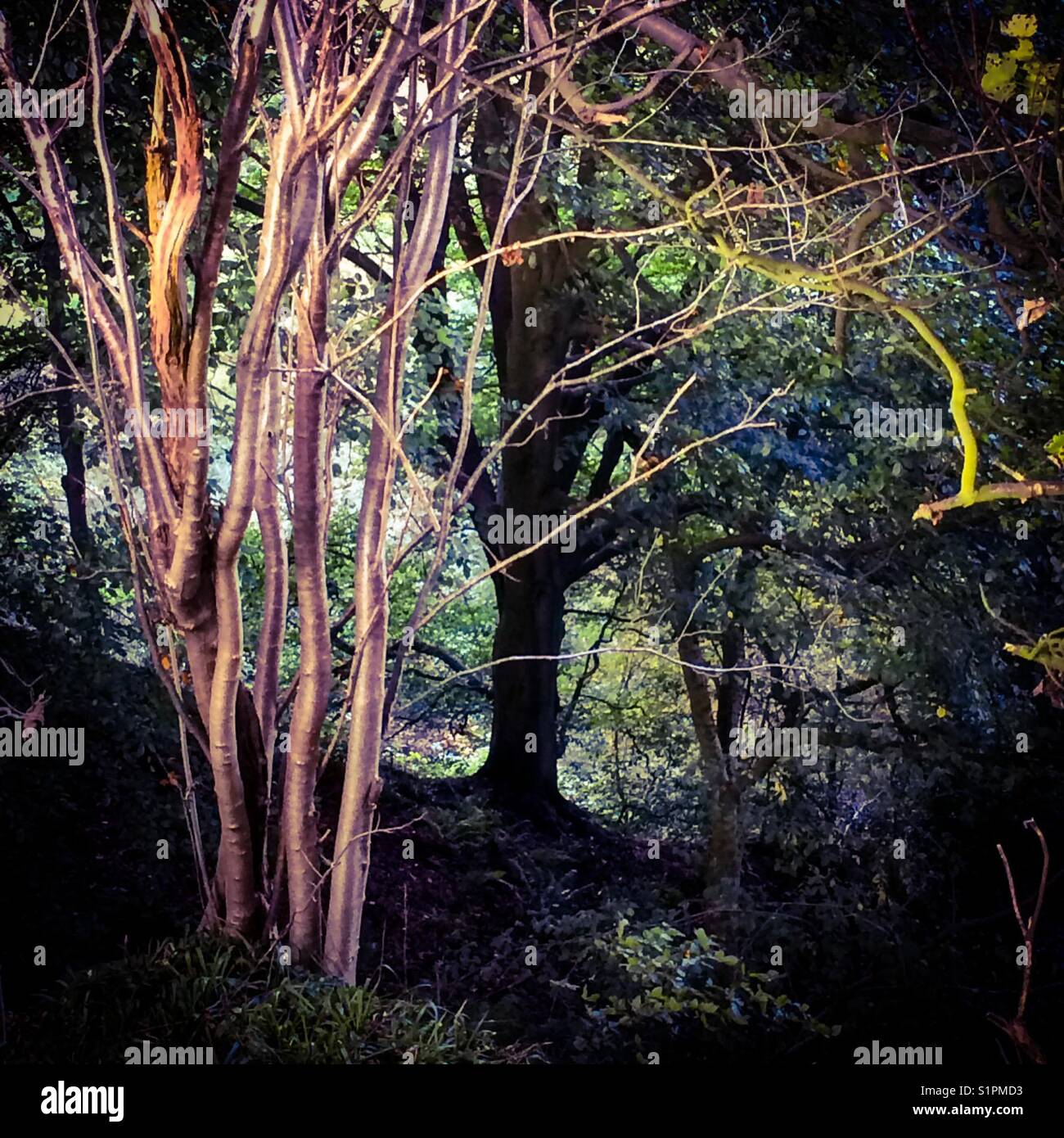 Trees in woodland with branches lit by sunlight. - Smartphone Captured Stock Image