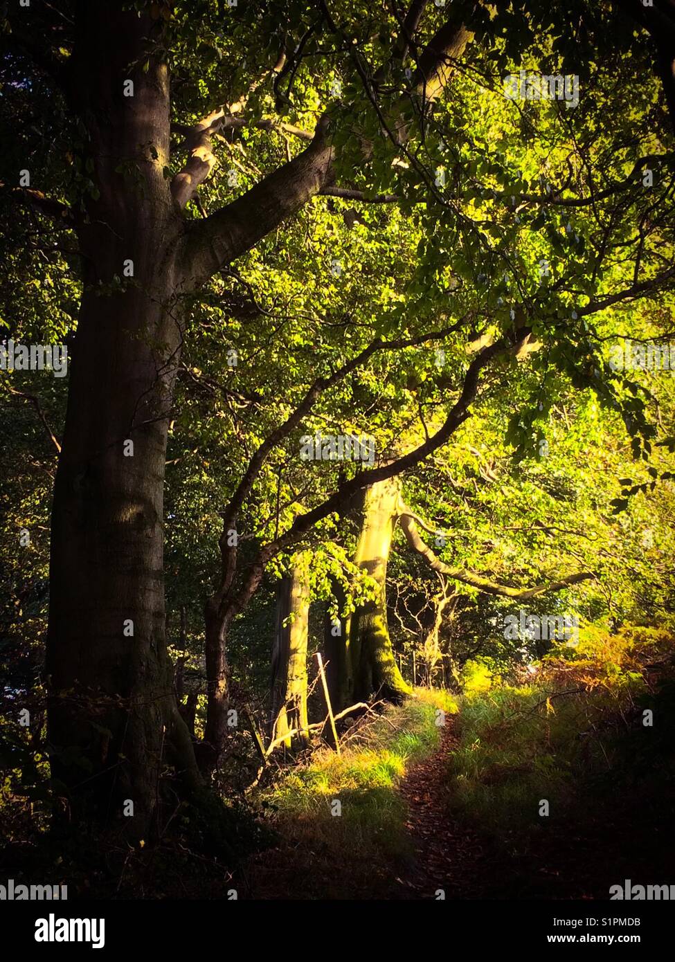 Green forest trees woods woodland hi-res stock photography and images ...