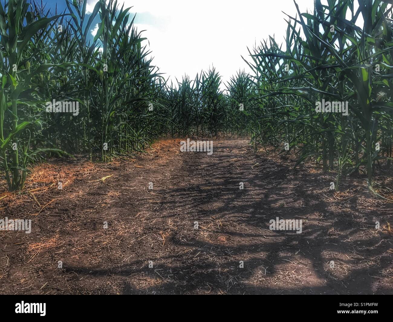 Corn fields in Hondo, Texas in the fall Stock Photo Alamy