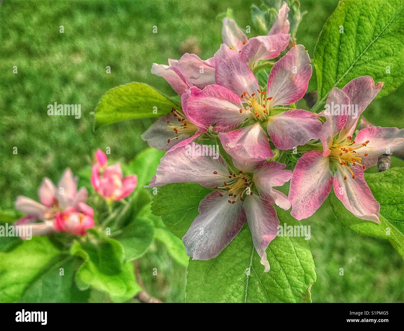 Pink apple tree blossoms against a green background - Smartphone Captured Stock Image