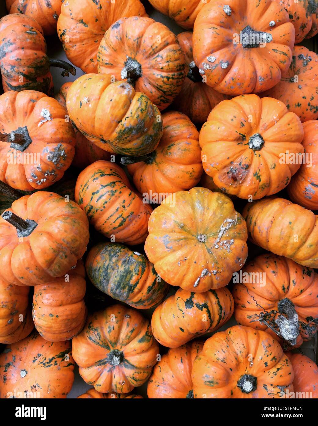 Baby pumpkins Stock Photo