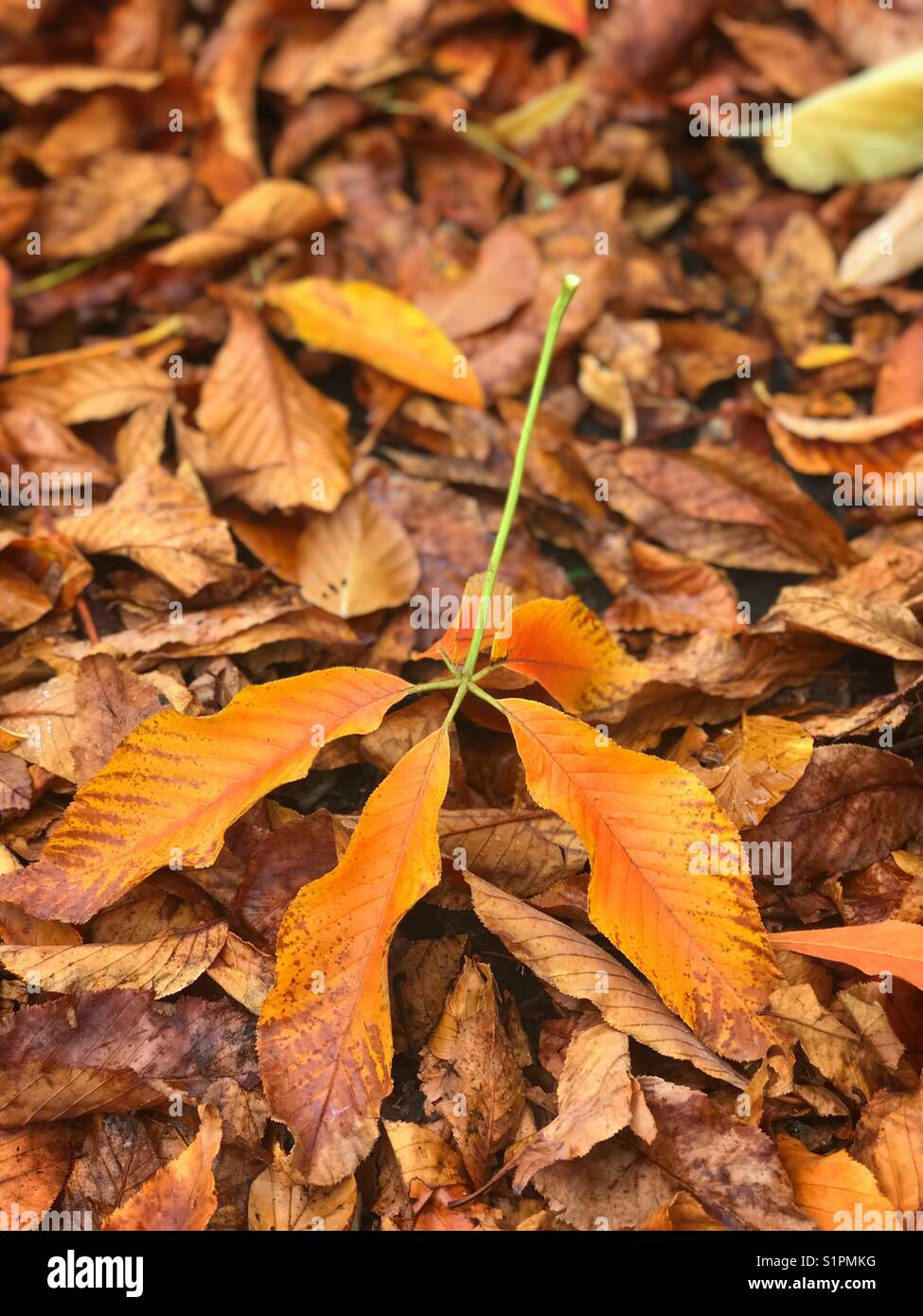 Single golden horse chestnut leaf on fallen autumn leaves - Smartphone Captured Stock Image