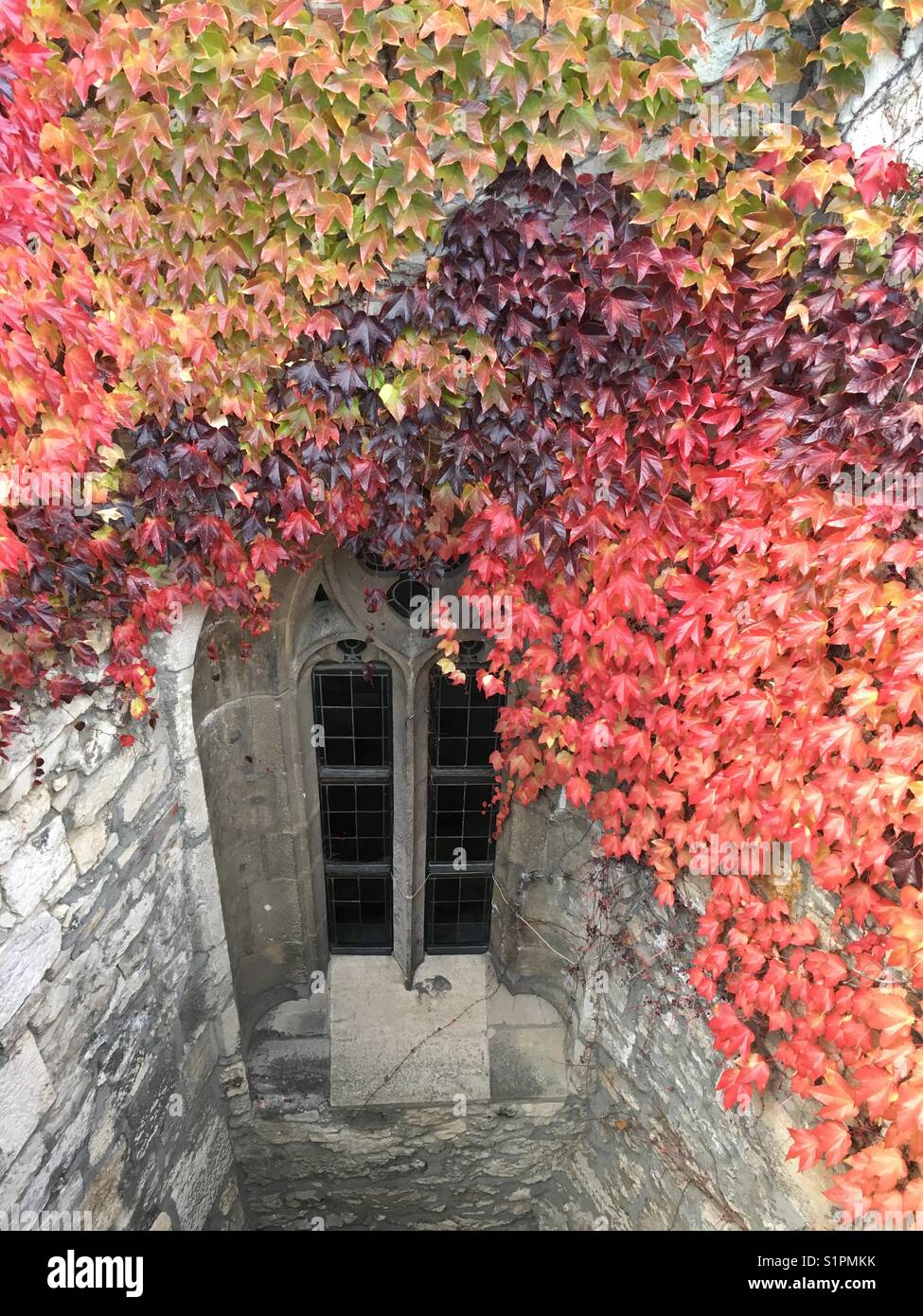Autumn leaves on castle wall. Buda Castle, Budapest, Hungary Stock ...