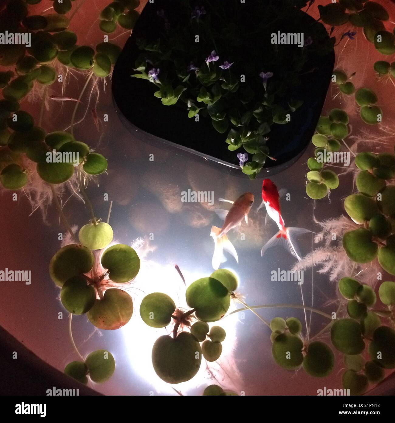 Floating plants hires stock photography and images Alamy