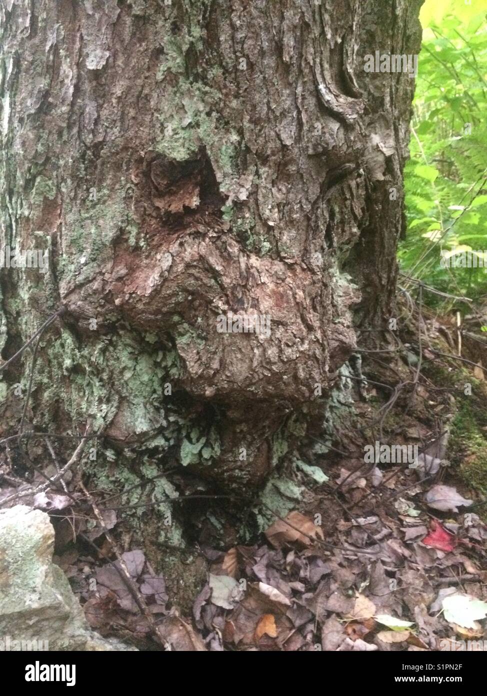 Monster Tree Hi Res Stock Photography And Images Alamy