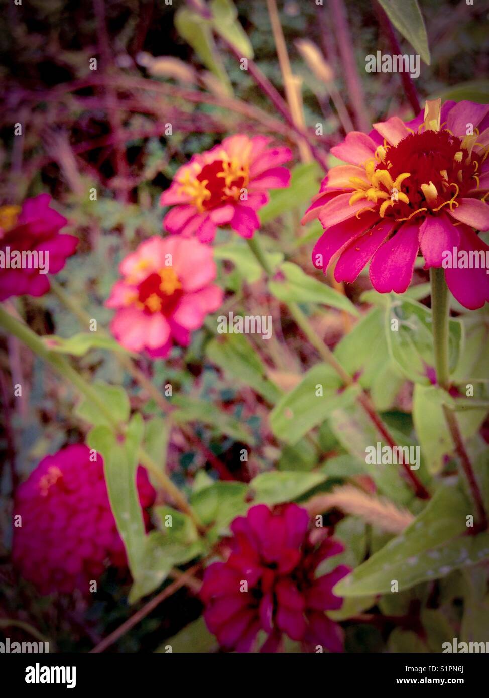October wildflowers hi-res stock photography and images - Alamy