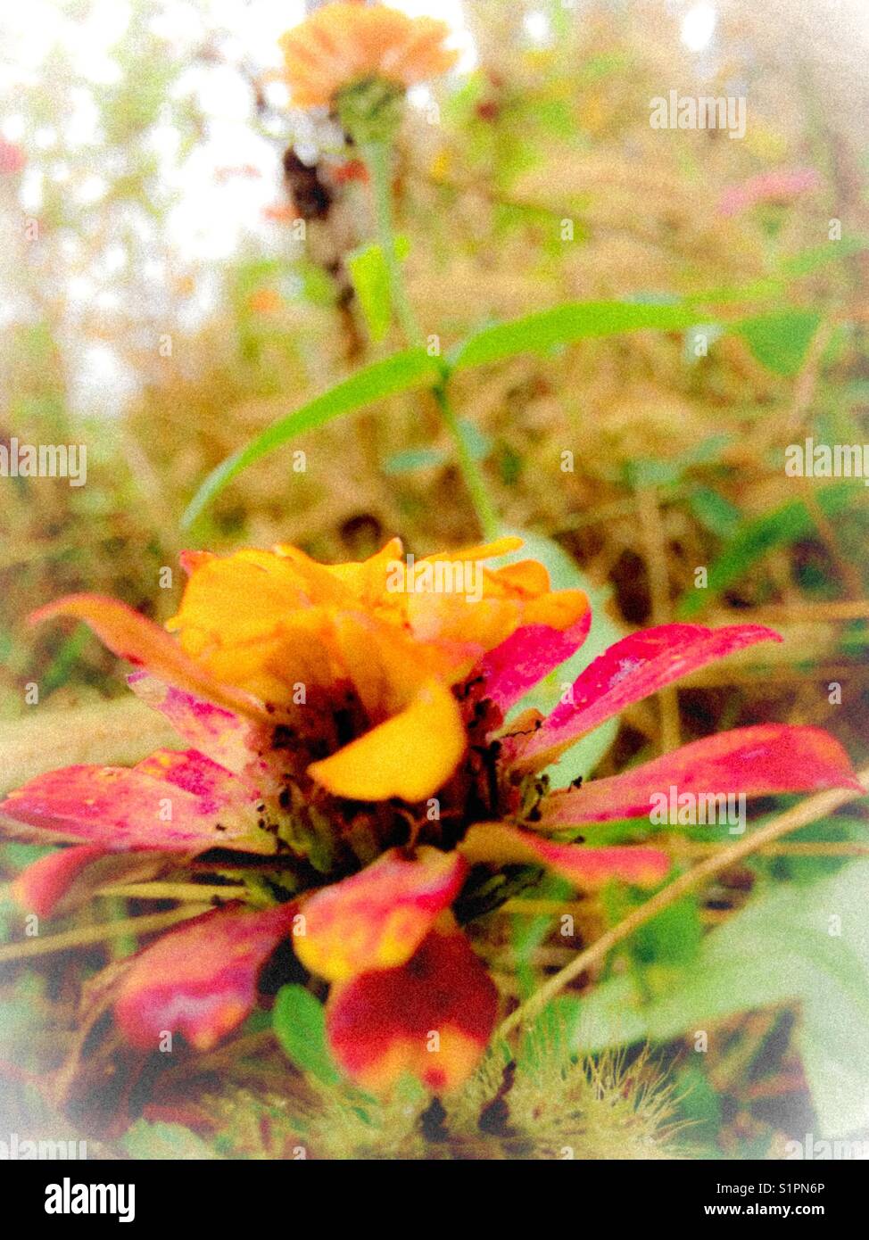 October blossoms - Smartphone Captured Stock Image