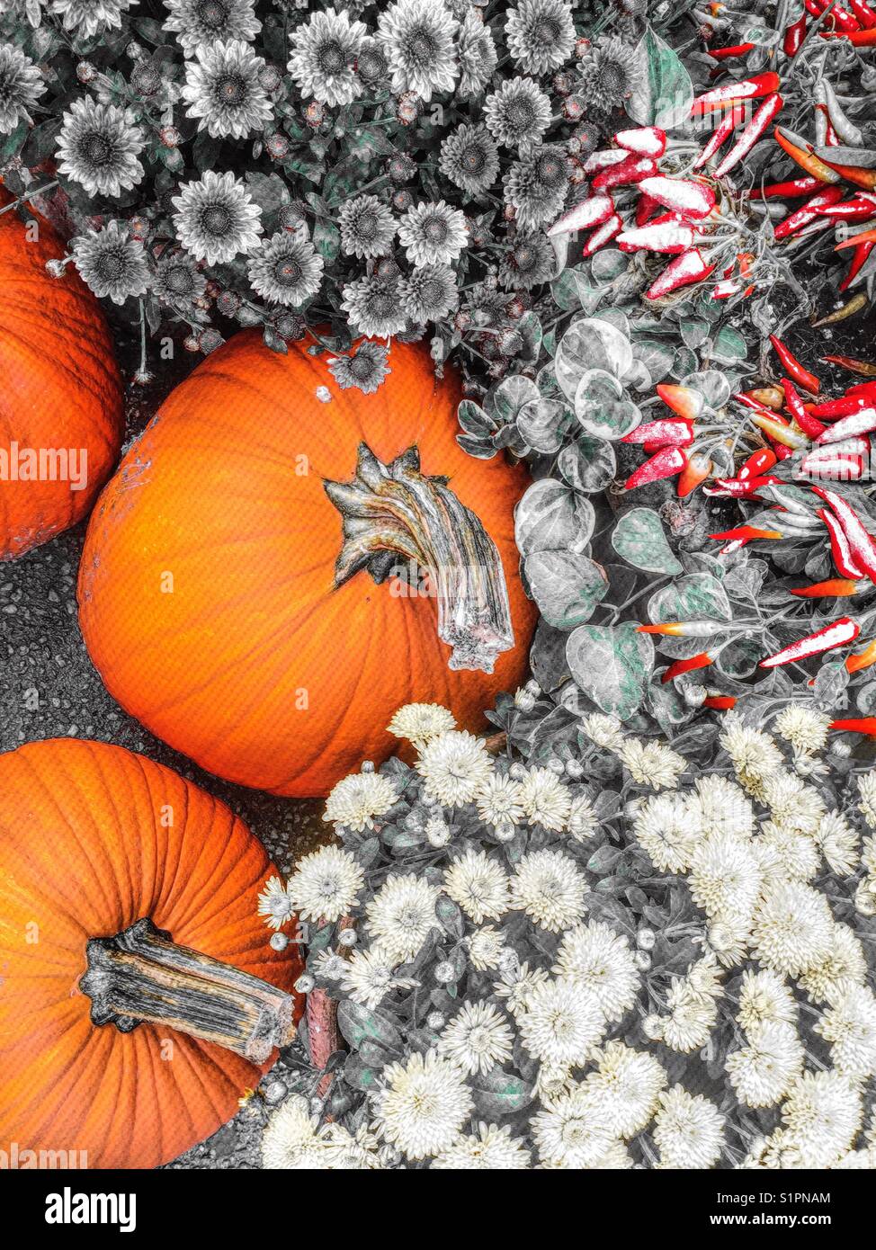 Fall display of flowers and pumpkins, USA Stock Photo
