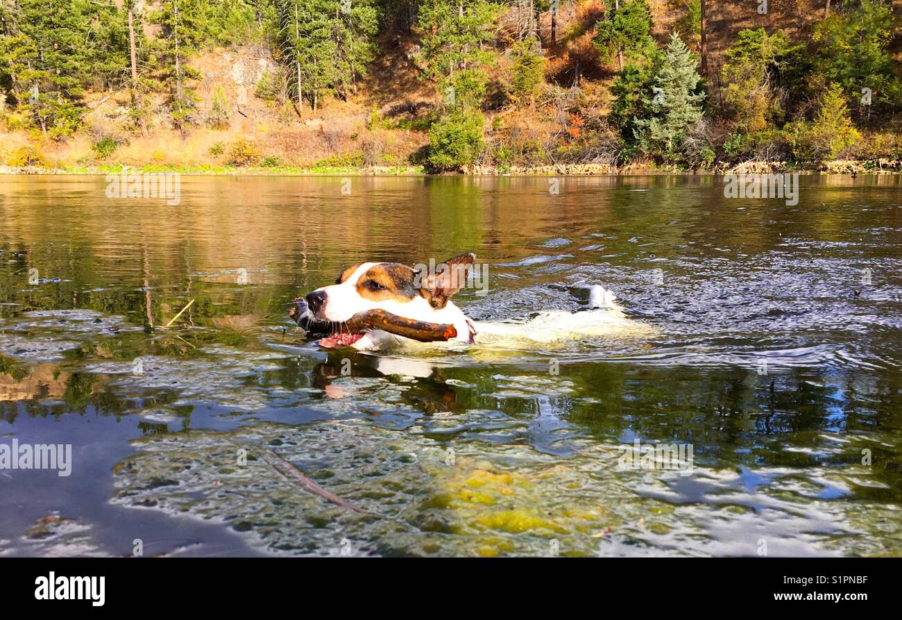 Dog swimming in lake carrying a stick in her mouth on a sunny autumn day. - Smartphone Captured Stock Image