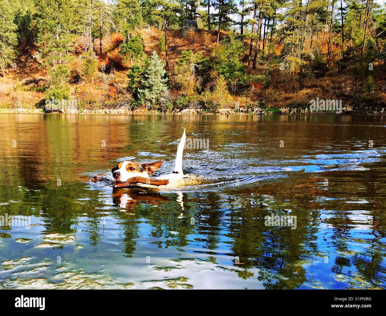 Dog swimming in a lake while carrying a stick in a lake on a sunny autumn day. - Smartphone Captured Stock Image