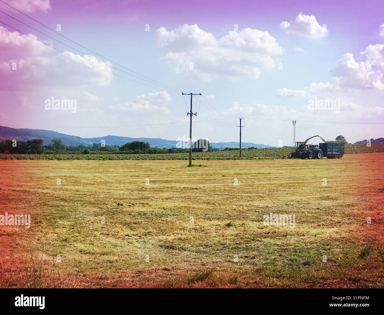 Harvest season - Smartphone Captured Stock Image