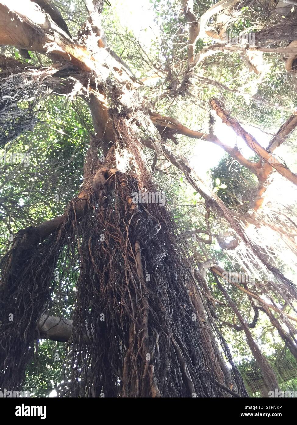 Funky tree with dead and alive parts showing. Overexposure from light at  tree top creates a contrast at the bottom Stock Photo - Alamy