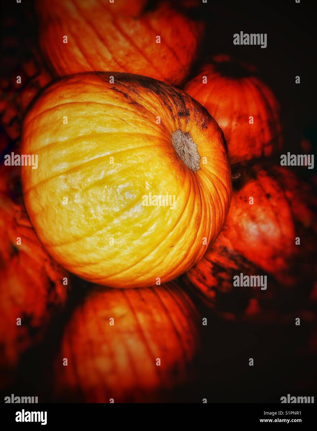 Pumpkins ready for Halloween. Stock Photo