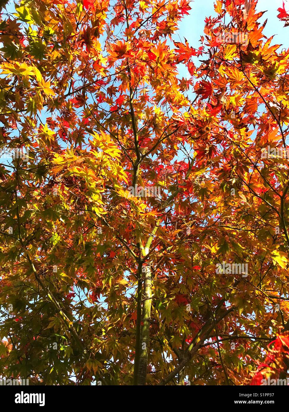 Autumn colours on a sycamore tree - Smartphone Captured Stock Image