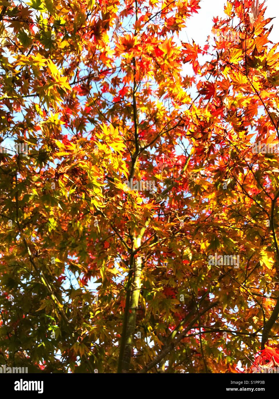 Maple tree changing colour in the autumn - Smartphone Captured Stock Image