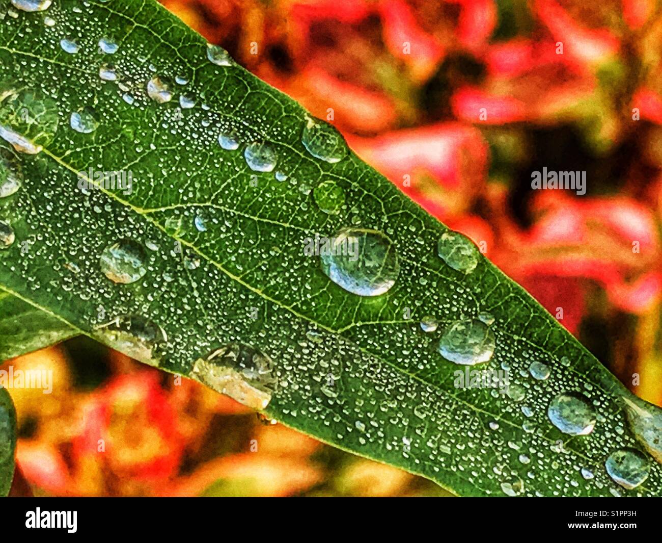 Raindrops on a green leaf in autumn - Smartphone Captured Stock Image
