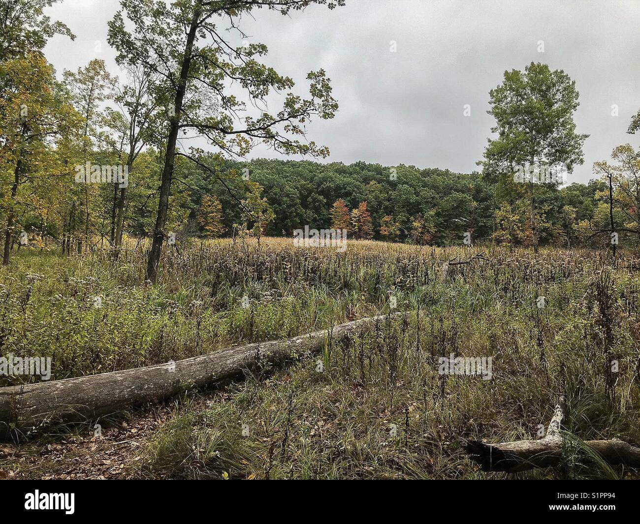 Walking through a forest on a nature trail looking out to this field with birds flying with a fallen tree on a cold grey autumn day in Michigan. Stock Photo