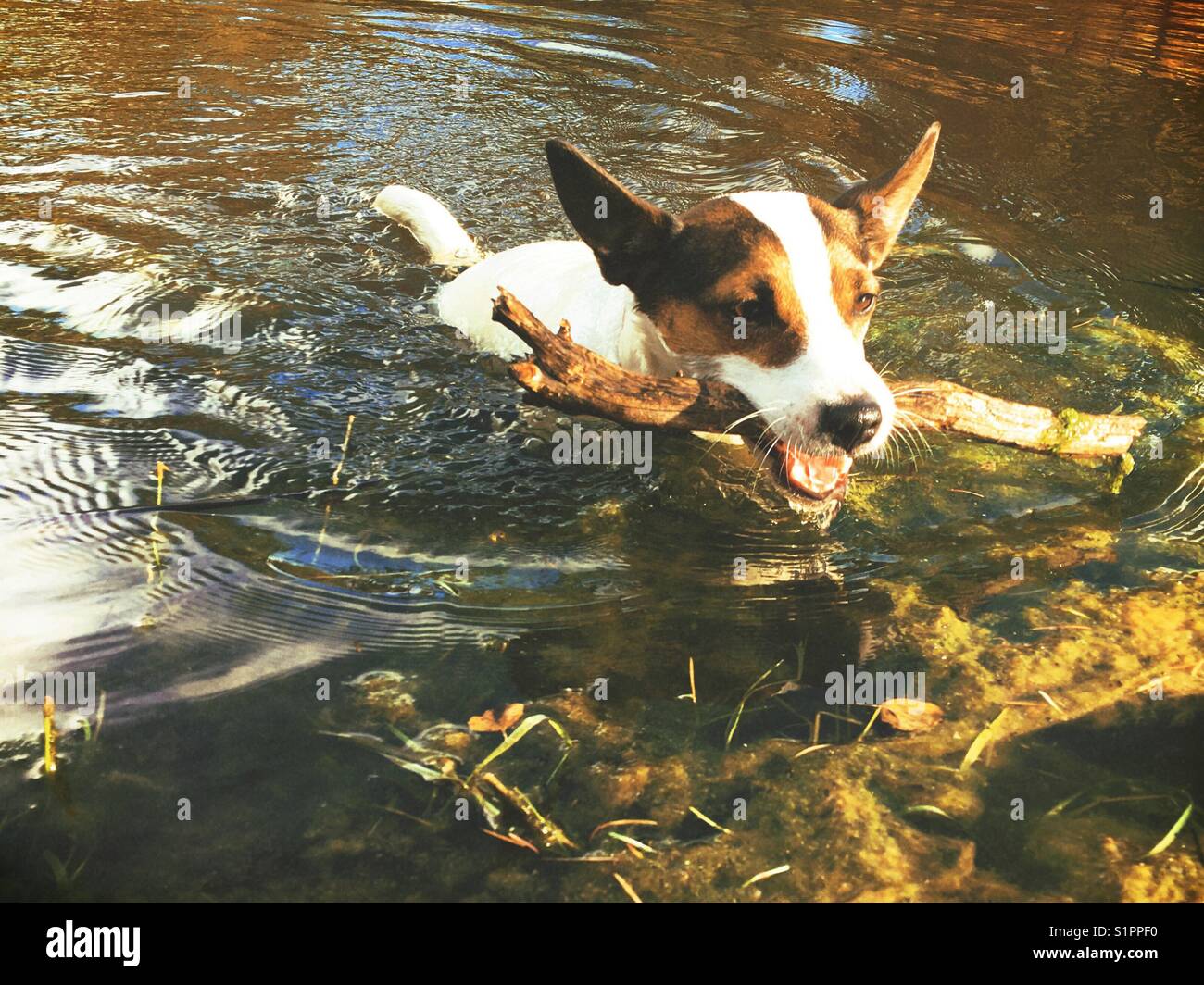 Dog with stick in mouth climbing out of lake on a sunny day. - Smartphone Captured Stock Image