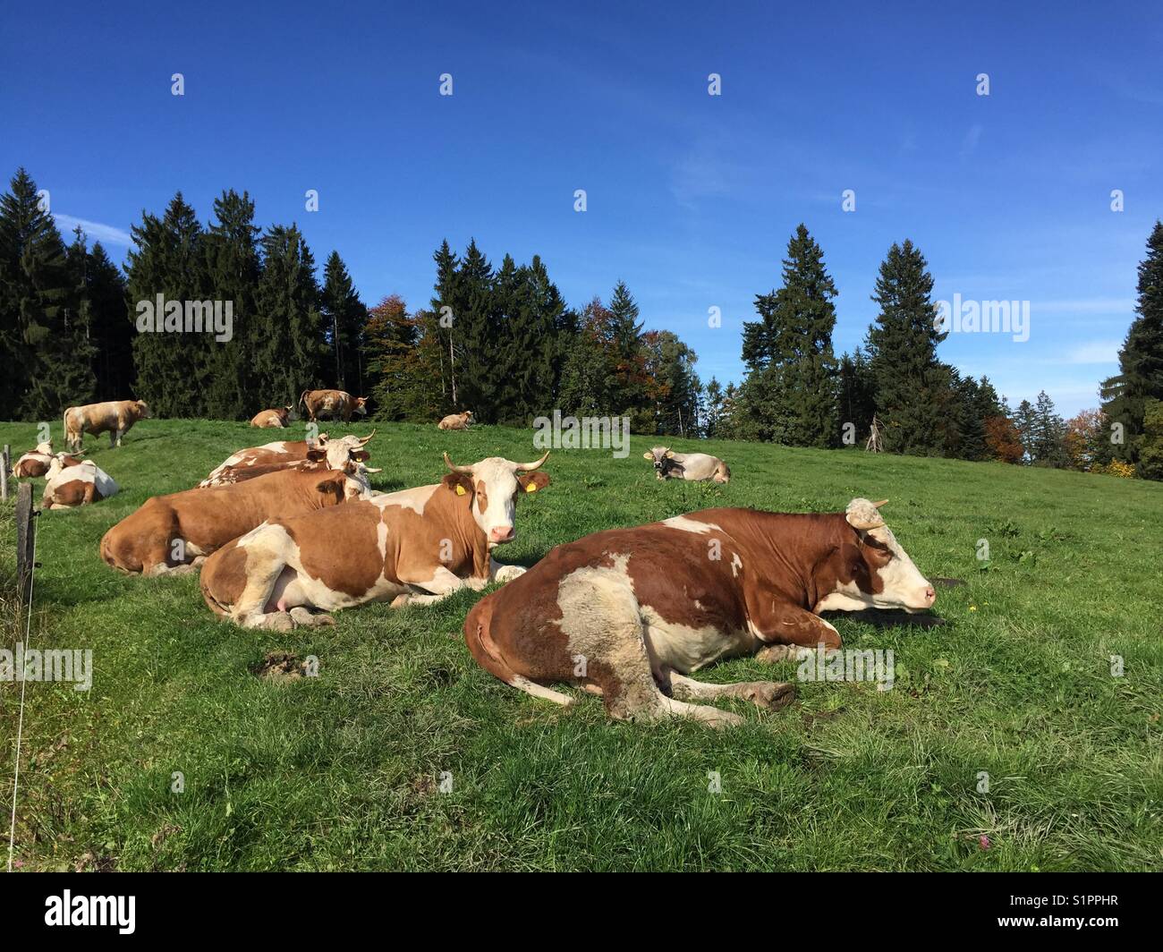 Several or herd of cows on green meadow under blue Bavarian sky in