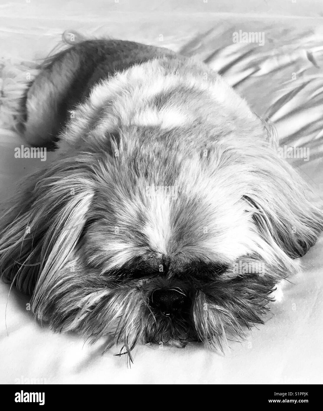 Shih Tzu on bed Stock Photo Alamy