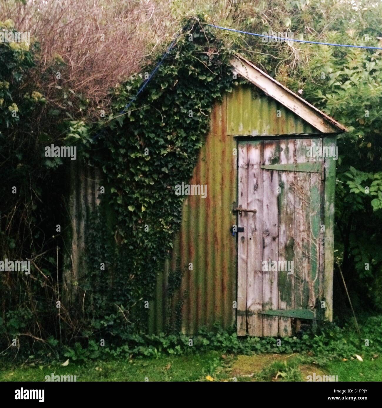 Old corrugated iron shed covered in ivy, Hampshire, England, United Kingdom. - Smartphone Captured Stock Image