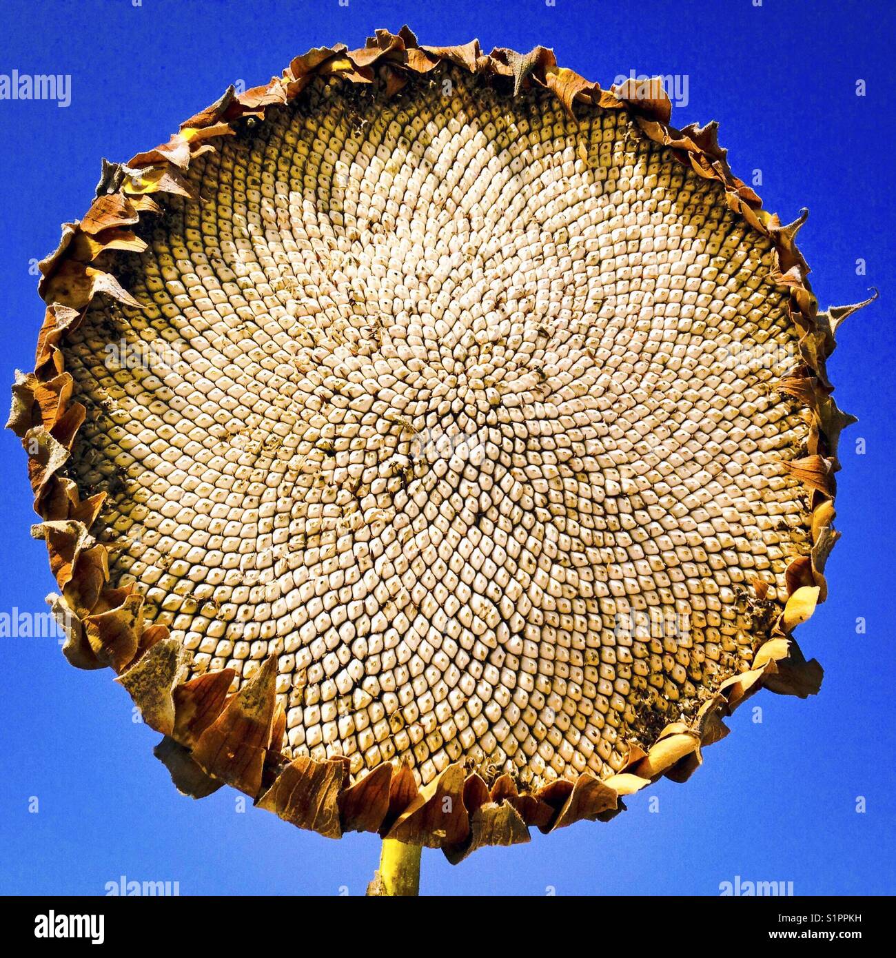 Dried sunflower hires stock photography and images Alamy