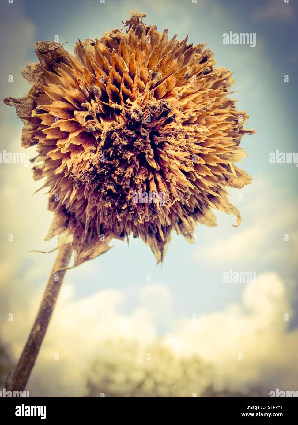 Sunflower seed head in October sky - Smartphone Captured Stock Image