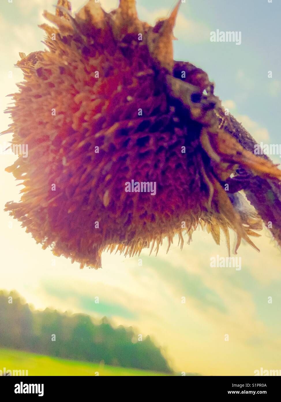 October flower - Smartphone Captured Stock Image